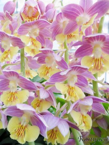 エビネ 蘭裕園 Ranyuen