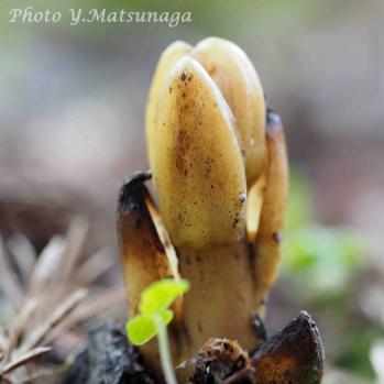 ツチアケビ 蘭裕園 Ranyuen