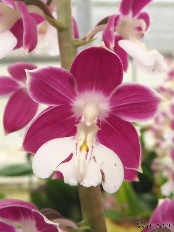 エビネ 蘭裕園 Ranyuen