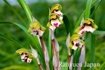 春蘭 蘭裕園 Ranyuen