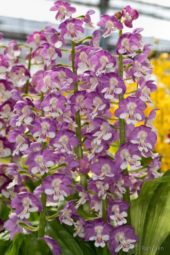 エビネ 蘭裕園 Ranyuen