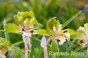 春蘭 蘭裕園 Ranyuen