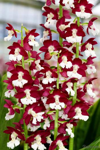 エビネ 蘭裕園 Ranyuen