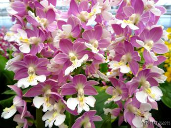 エビネ 蘭裕園 Ranyuen