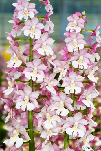 エビネ 蘭裕園 Ranyuen