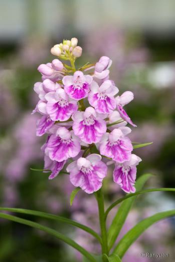 アワチドリ・夢ちどり 蘭裕園 Ranyuen