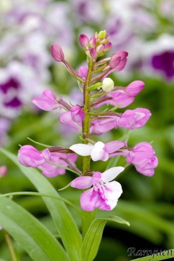 アワチドリ・夢ちどり 蘭裕園 Ranyuen