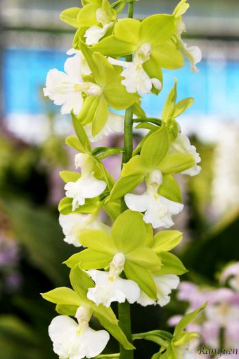 エビネ 蘭裕園 Ranyuen