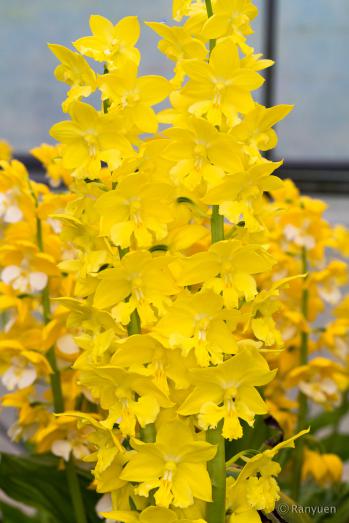 エビネ 蘭裕園 Ranyuen