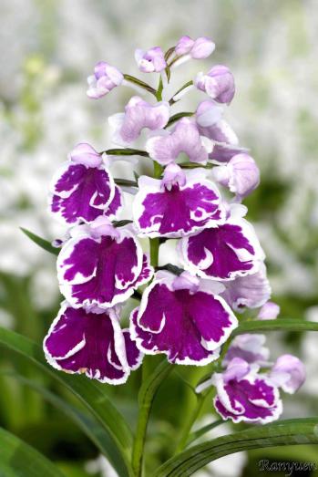 アワチドリ・夢ちどり 蘭裕園 Ranyuen