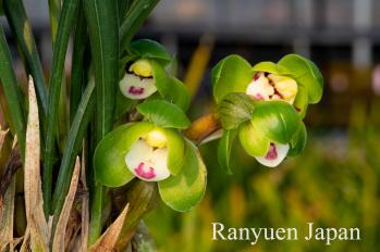 春蘭 蘭裕園 Ranyuen