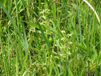 ヤマサギソウ 蘭裕園 Ranyuen