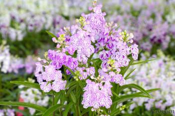 アワチドリ・夢ちどり 蘭裕園 Ranyuen