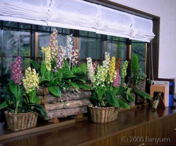 蘭裕園スタイル 蘭裕園 Ranyuen