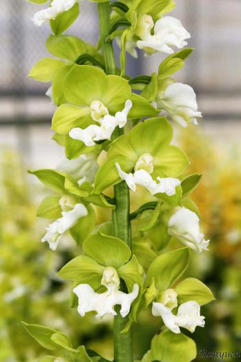 エビネ 蘭裕園 Ranyuen