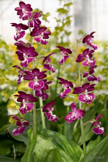 エビネ 蘭裕園 Ranyuen