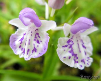 アワチドリ・夢ちどり 蘭裕園 Ranyuen