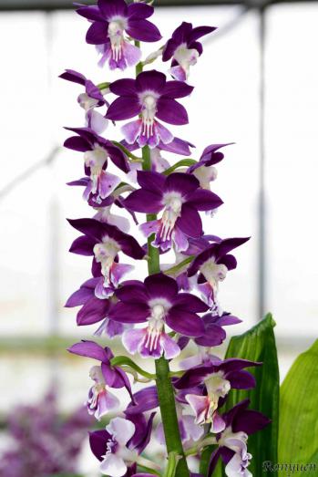 エビネ 蘭裕園 Ranyuen