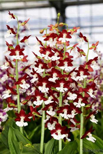 エビネ 蘭裕園 Ranyuen