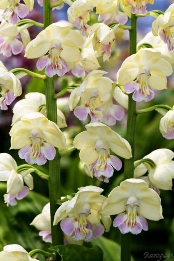 エビネ 蘭裕園 Ranyuen