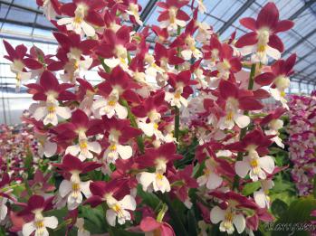 エビネ 蘭裕園 Ranyuen