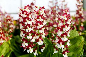 エビネ 蘭裕園 Ranyuen