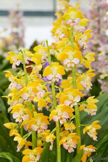 エビネ 蘭裕園 Ranyuen