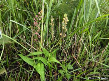 ササバラン 蘭裕園 Ranyuen