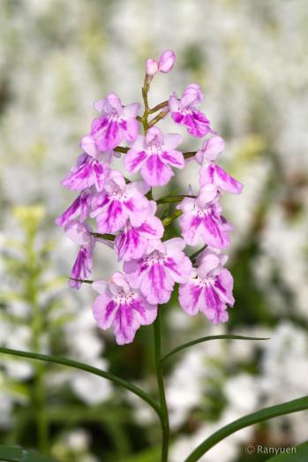 アワチドリ・夢ちどり 蘭裕園 Ranyuen