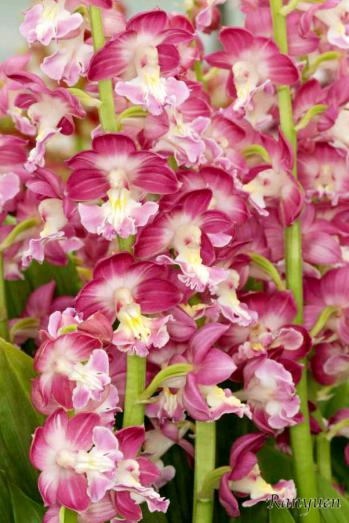 エビネ 蘭裕園 Ranyuen