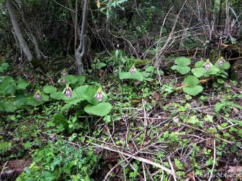 Cypripedium japonicum Ranyuen