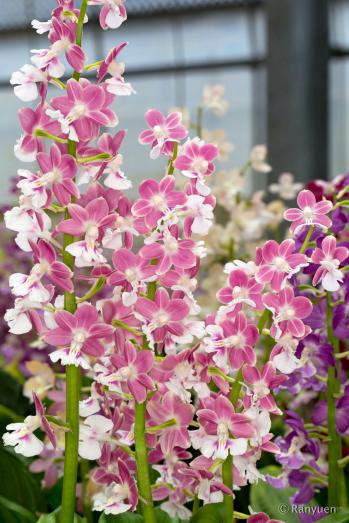 エビネ 蘭裕園 Ranyuen