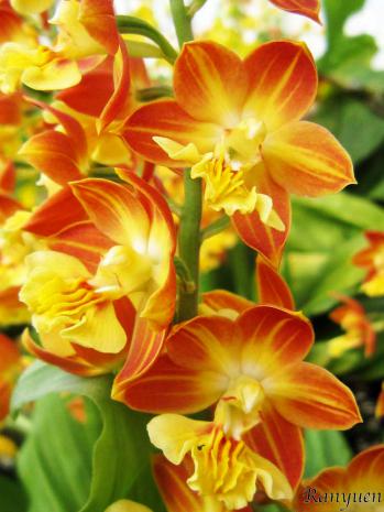 エビネ 蘭裕園 Ranyuen