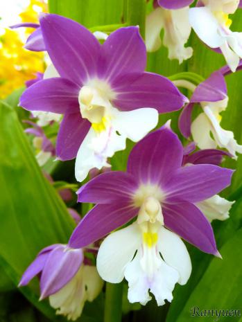 エビネ 蘭裕園 Ranyuen