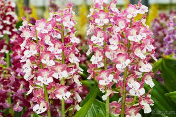 エビネ 蘭裕園 Ranyuen