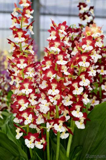 エビネ 蘭裕園 Ranyuen