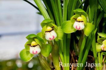 春蘭 蘭裕園 Ranyuen