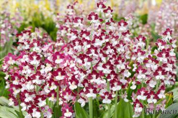 エビネ 蘭裕園 Ranyuen