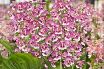 エビネ 蘭裕園 Ranyuen