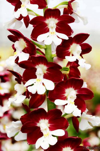 エビネ 蘭裕園 Ranyuen