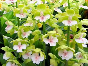 エビネ 蘭裕園 Ranyuen