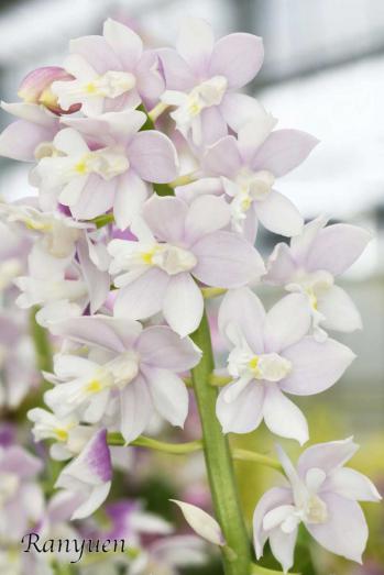 Calanthe Ranyuen