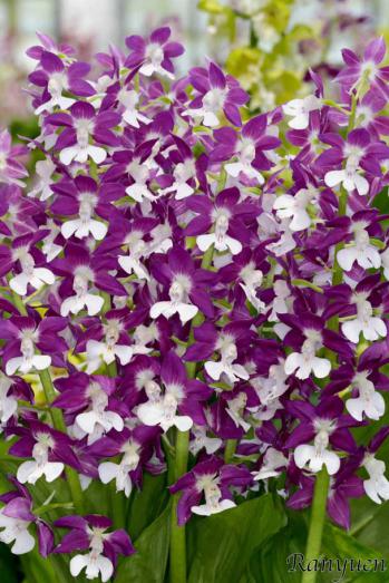 Calanthe Ranyuen