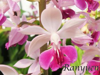 エビネ 蘭裕園 Ranyuen