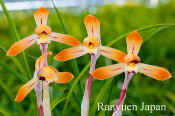 春蘭 蘭裕園 Ranyuen