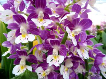 エビネ 蘭裕園 Ranyuen