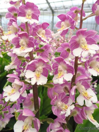 エビネ 蘭裕園 Ranyuen