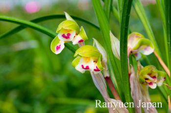 春蘭 蘭裕園 Ranyuen