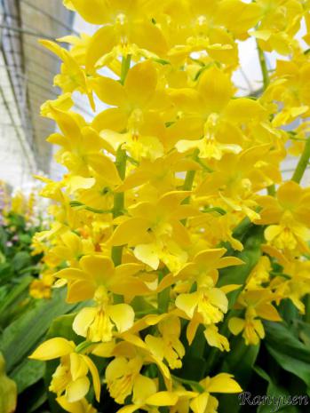 エビネ 蘭裕園 Ranyuen