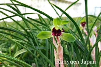 春蘭 蘭裕園 Ranyuen